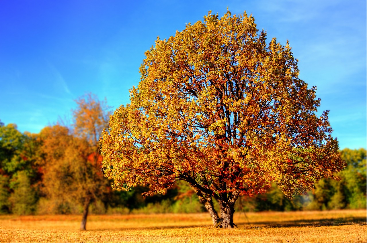 ¿Qué significa casarse en otoño?