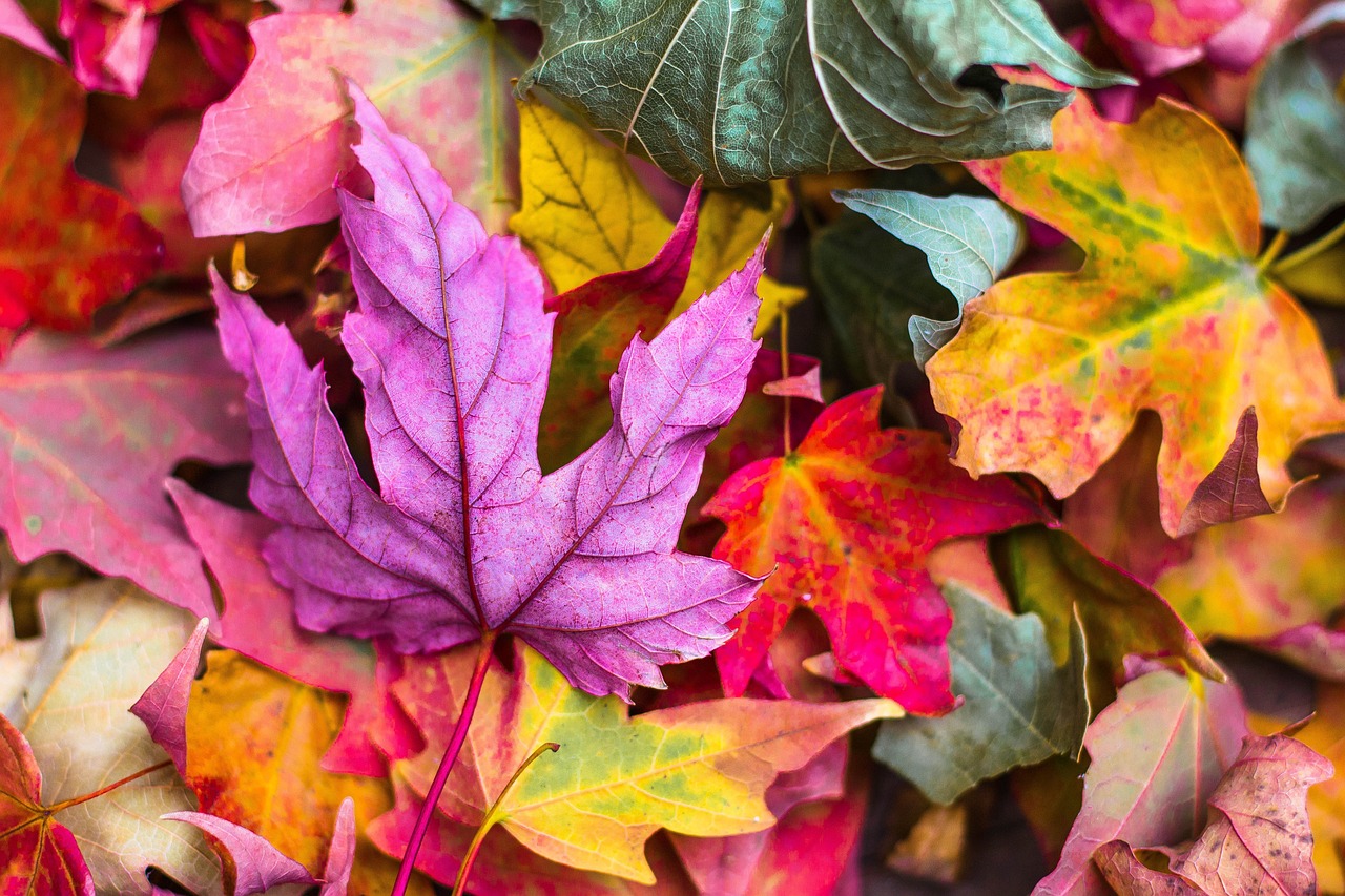 ¿Cómo se decora en otoño?