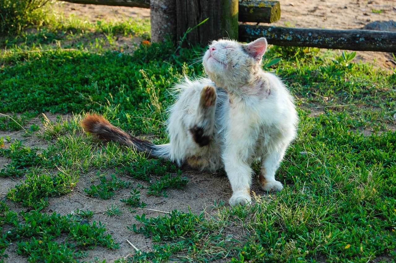 ¿Cómo se le llaman a las personas que se casan con animales?