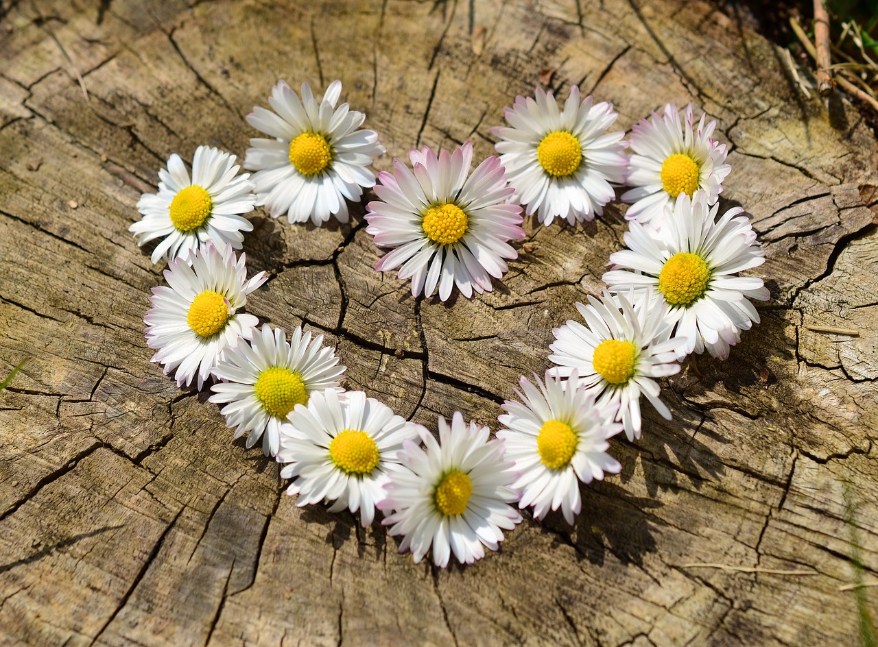 ¿Cómo se llaman las flores blancas muy pequeñas?