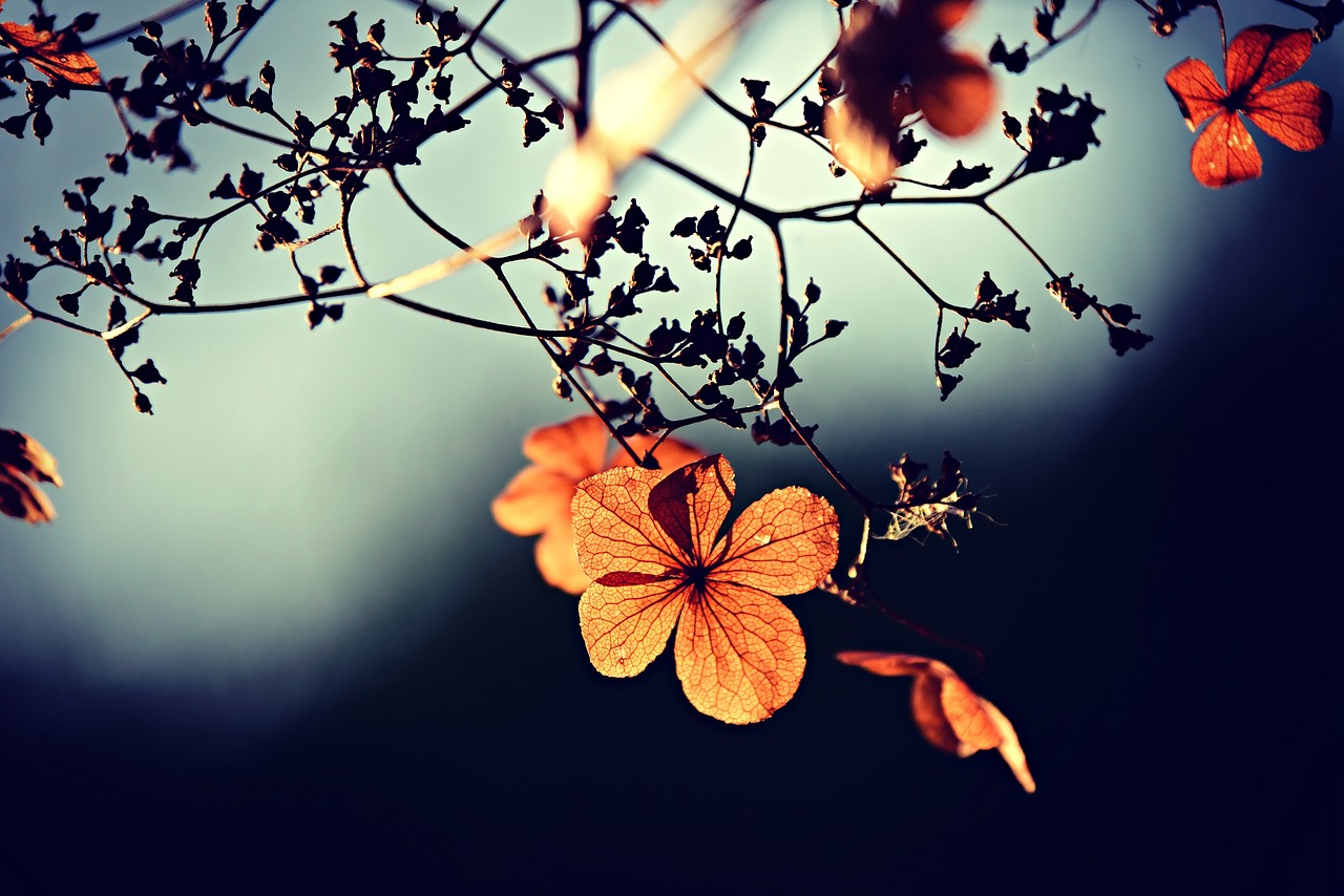 ¿Cuáles son las flores de otoño?