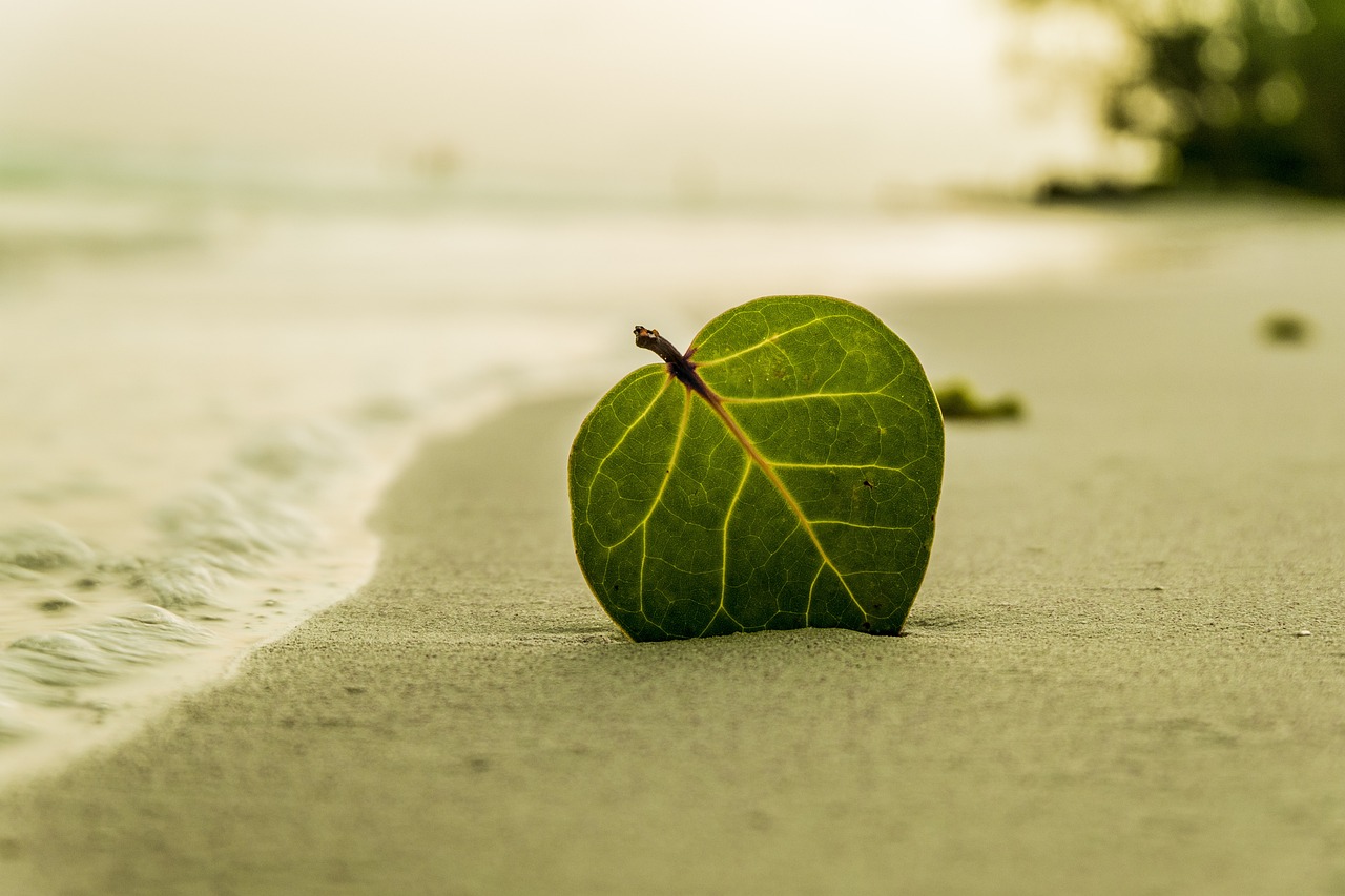 ¿Por qué es bueno casarse en la playa?