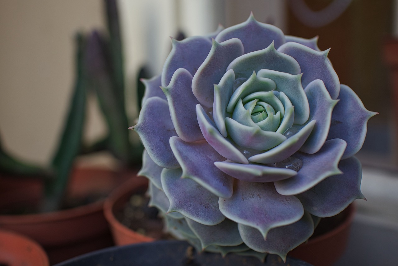 ¿Cuántas veces se casó Lola Flores?