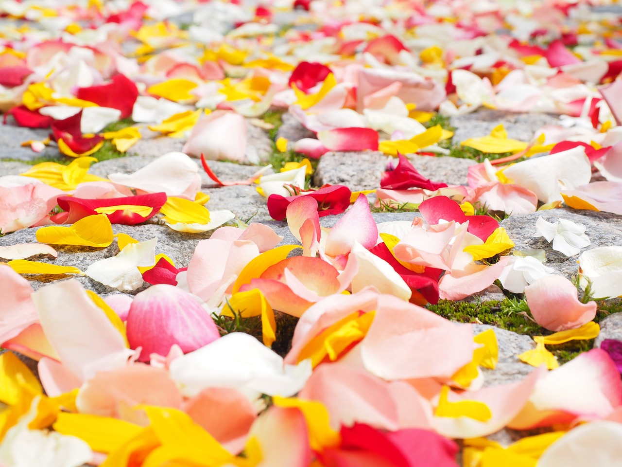 ¿Qué significa bodas de rosas?