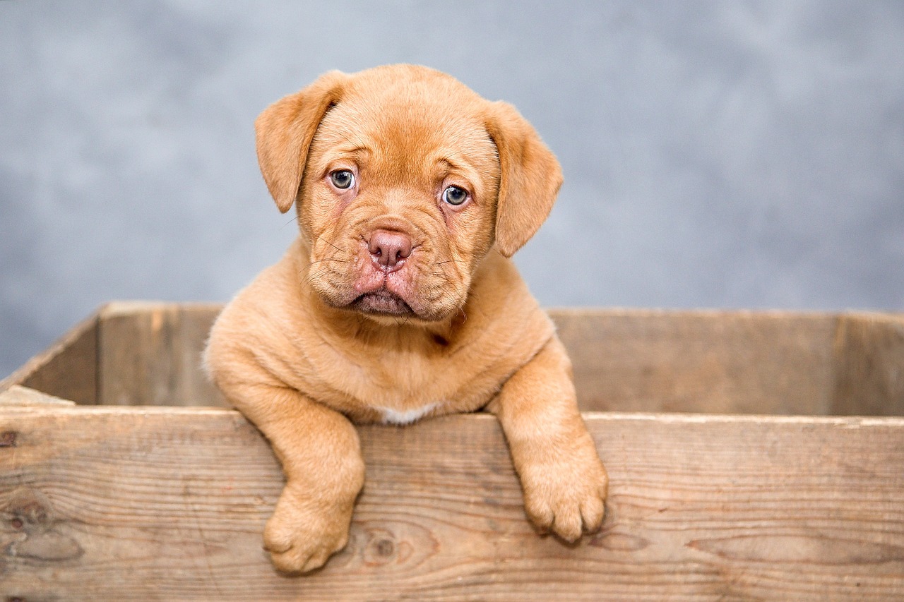 ¿Cómo incluir a mi perro en la boda?