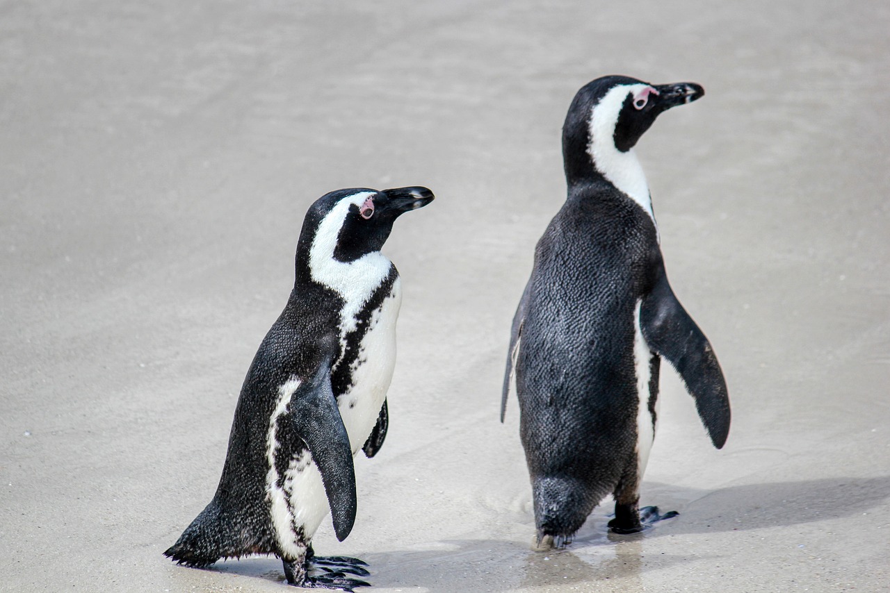 ¿Cómo se llama el traje de pingüino?