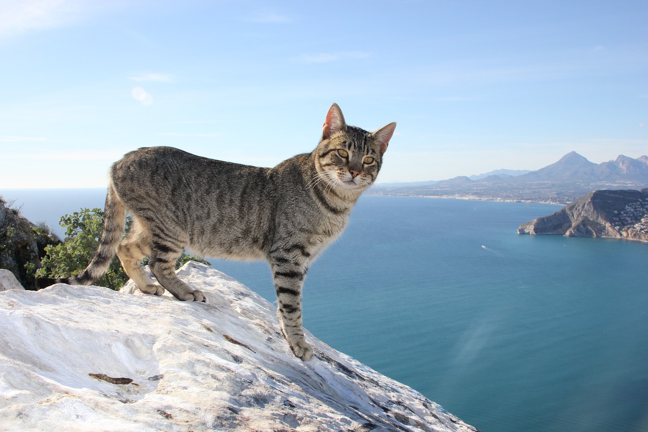 ¿Cómo se llama la costa de Calpe?