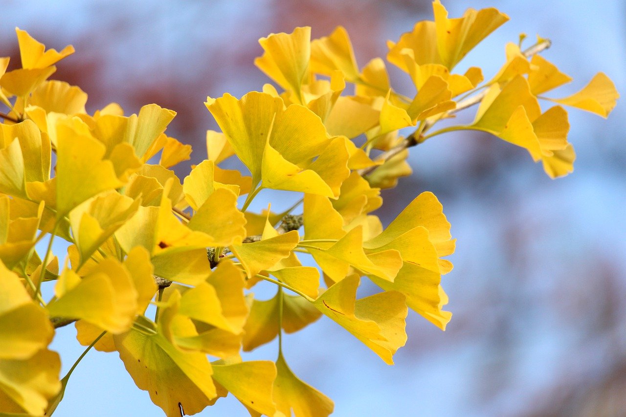 ¿Cuáles son las flores de octubre?