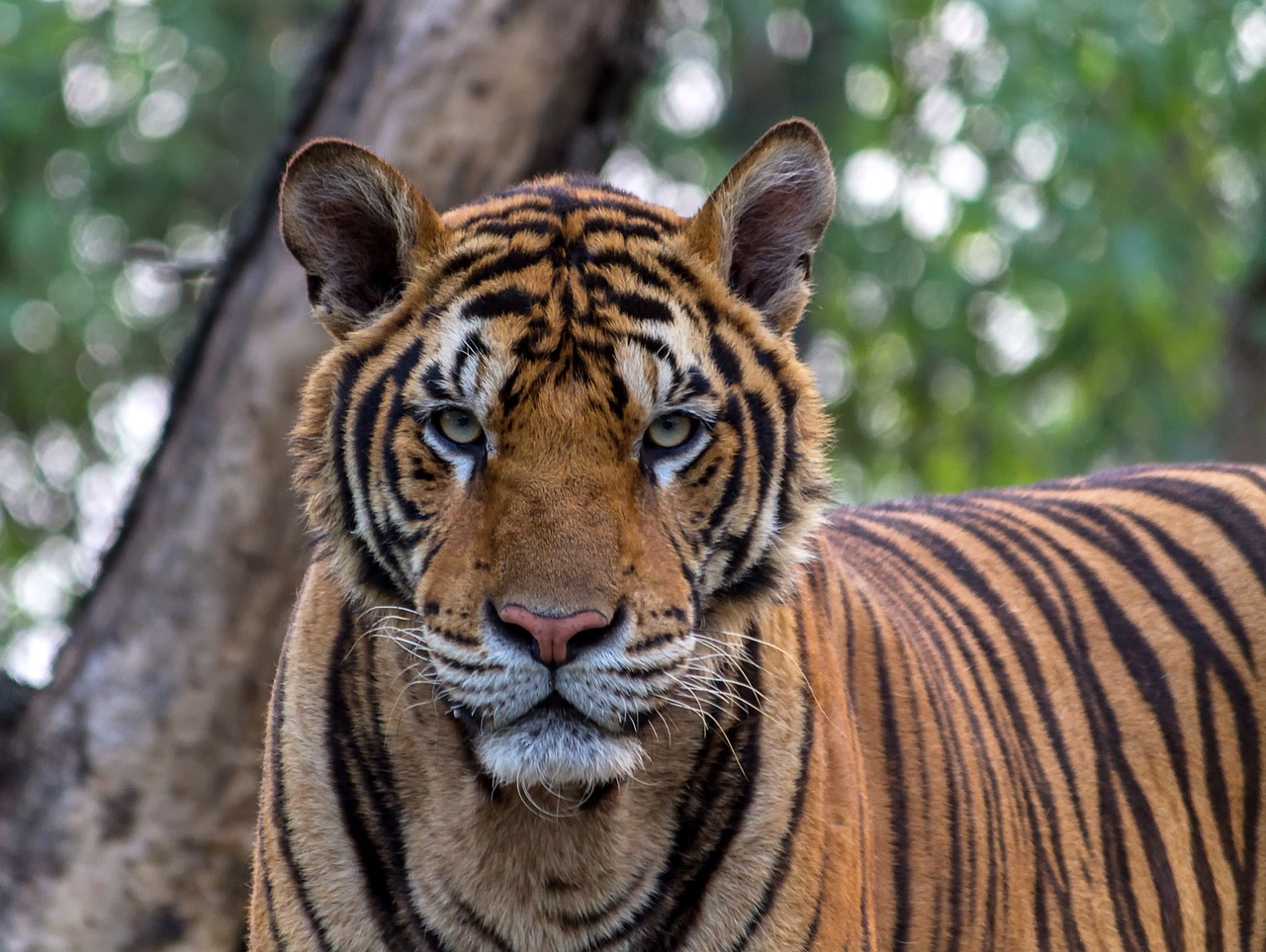 ¿Cuánto duran las bengalas de humo de colores?