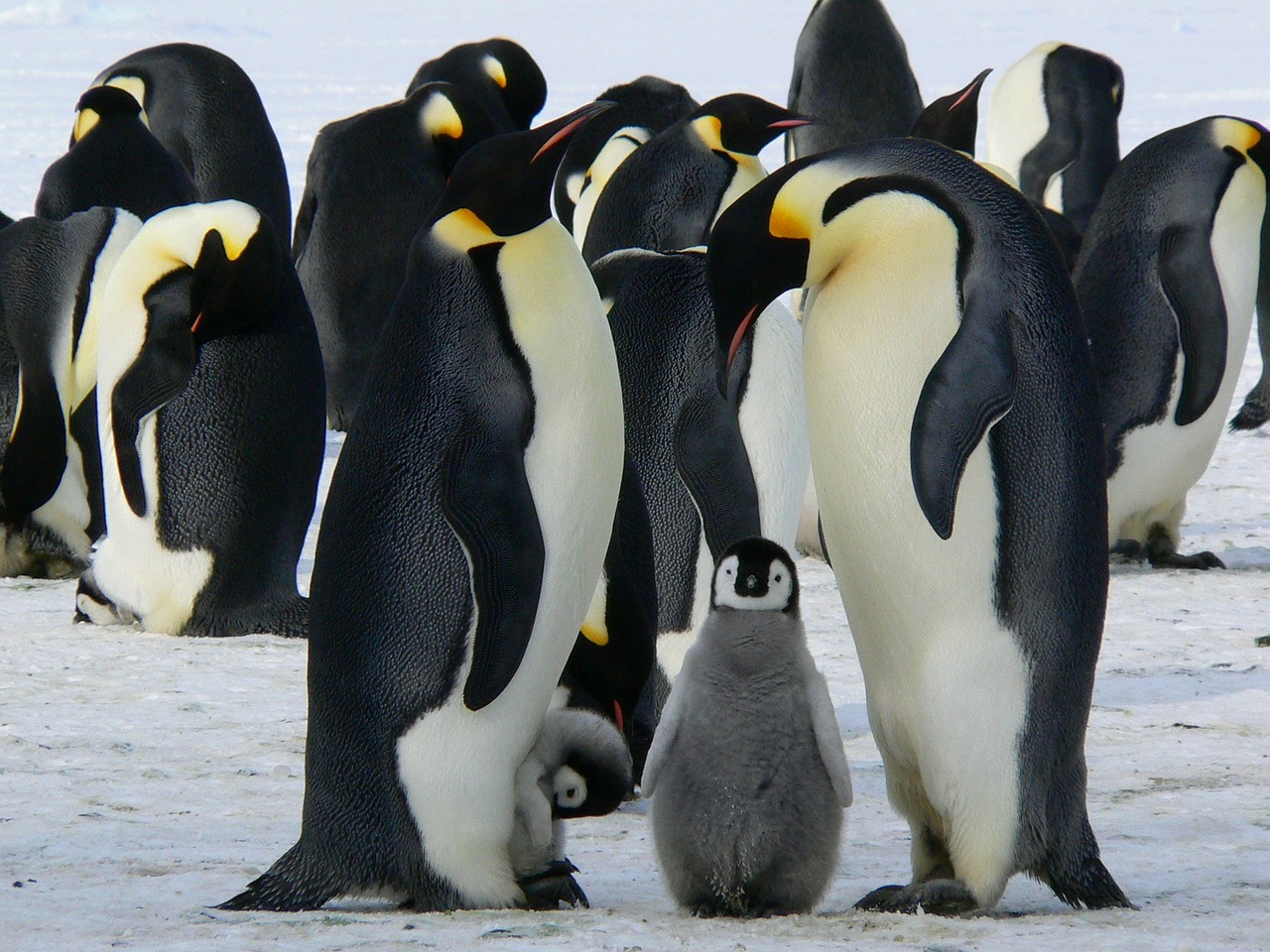 ¿Qué es un traje de pingüino?