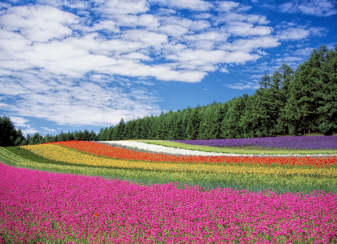 ¿Qué flores se dan en el mes de agosto?